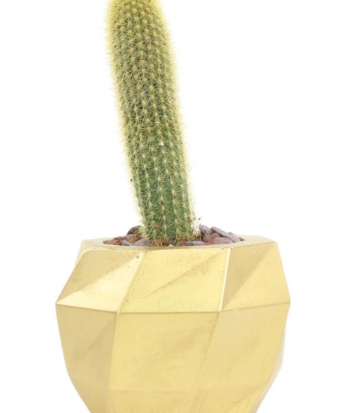 Saksı Çiçek Kaktüs Saksısı Lüx 15 cm Altın Varak Boyalı Burgulu Desen Saksı Çiçeklik